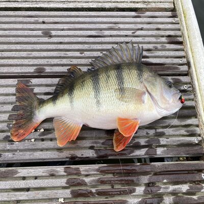 Foto van de Fox Rage Spikey Shad